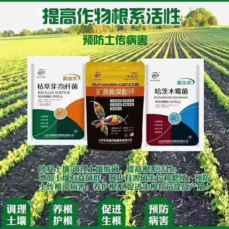 绿色防控新利器 生物农药对抗根腐、茎基腐与姜瘟病的实战策略