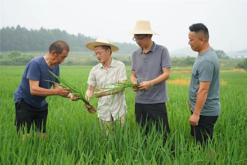 高温 烤 验下的稻香守护