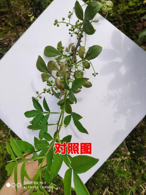 想要花椒长得好